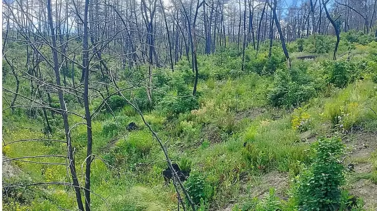 Επιστήμονες στο ΑΠΘ: Χαρτογραφούν την υγεία όλων των ελληνικών δασών Επιστήμονες στο ΑΠΘ: Χαρτογραφούν την υγεία όλων των ελληνικών δασών