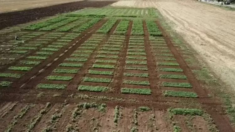 Η γεωργία του μέλλοντος έχει ελληνικό Dna