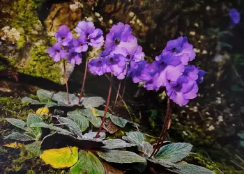 Λείβηθρα: «Κιβωτός Βιοποικιλότητας» στο 54ο Φεστιβάλ Ολύμπου