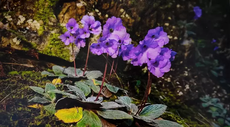 Λείβηθρα: «Κιβωτός Βιοποικιλότητας» στο 54ο Φεστιβάλ Ολύμπου (εικόνες) Λείβηθρα: «Κιβωτός Βιοποικιλότητας» στο 54ο Φεστιβάλ Ολύμπου