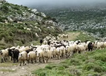 Π.Ε. Πιερίας: Σε πλήρη εφαρμογή των μέτρων για την αντιμετώπιση της ευλογιάς των αιγοπροβάτων