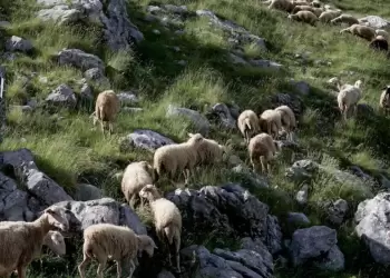 Πάμε σε Lockdown στην κτηνοτροφία λόγω ευλογιάς;