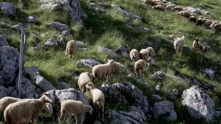 Πάμε σε Lockdown στην κτηνοτροφία λόγω ευλογιάς;