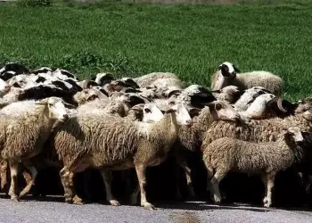 Πάνω από 350 εκατ. ευρώ οι ζημιές από την ευλογιά των προβάτων σε 14 μήνες