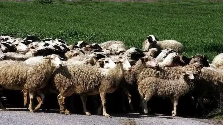 Πάνω από 350 εκατ. ευρώ οι ζημιές από την ευλογιά των προβάτων σε 14 μήνες