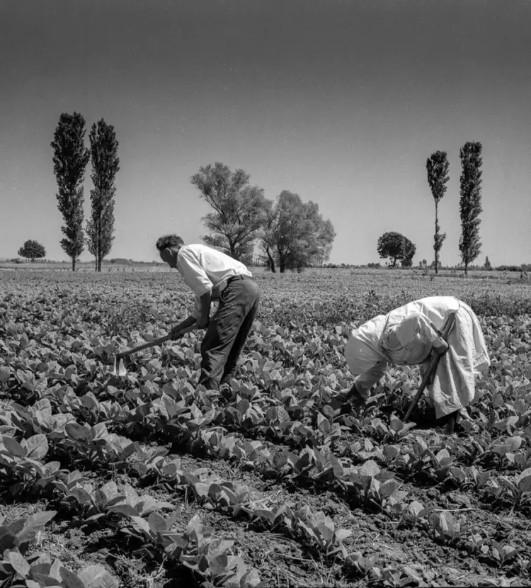 Ρυμοτομία, ποιότητα ζωής και καθημερινή ζωή στην Κατερίνη (1925 1960)