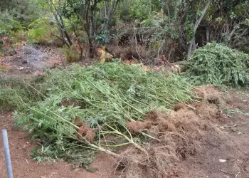 Σύλληψη στην Πιερία: Καλλιέργεια κάνναβης, 48 δενδρύλλια & 89,5 κιλά κατασχέθηκαν