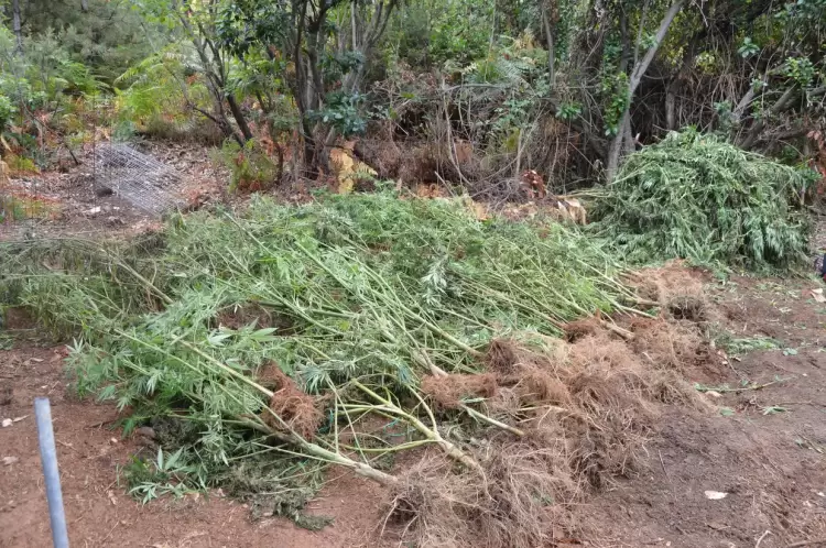 Σύλληψη στην Πιερία: Καλλιέργεια κάνναβης, 48 δενδρύλλια & 89,5 κιλά κατασχέθηκαν Σύλληψη στην Πιερία: Καλλιέργεια κάνναβης, 48 δενδρύλλια & 89,5 κιλά κατασχέθηκαν