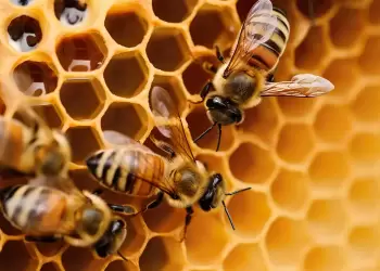 Τα μυρμήγκια και οι μέλισσες