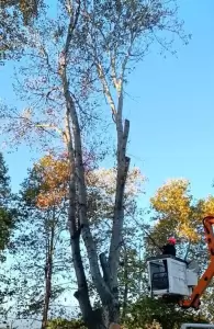 Υπηρεσία Πρασίνου Δήμου Κατερίνης – Καθημερινή φροντίδα για το πράσινο