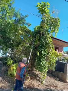 Υπηρεσία Πρασίνου Δήμου Κατερίνης – Καθημερινή φροντίδα για το πράσινο