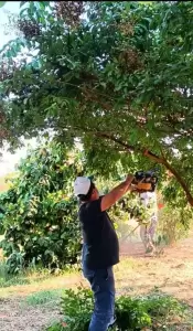 Υπηρεσία Πρασίνου Δήμου Κατερίνης – Καθημερινή φροντίδα για το πράσινο