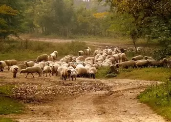 Επί πλέον 10 εκατ. € στις Περιφέρειες για αποζημιώσεις ευλογιάς αιγοπροβάτων 2025