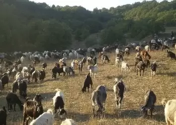 Η ευλογιά των αιγοπροβάτων «έκλεισε» φέτος τις μετακινήσεις των κτηνοτρόφων απ’ τις πανάρχαιες στράτες για τα χειμαδιά