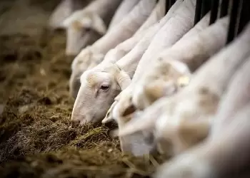 Ευλογιά προβάτων: Σε κλοιό κρίσης η κτηνοτροφία – Πόσο κόστισε