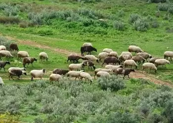Ευλογιά των αιγοπροβάτων - Ενισχύονται οι έλεγχοι και τα μέτρα