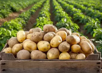 Η καλλιέργεια της πατάτας στη χώρα μας