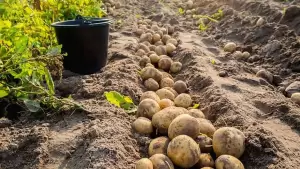 Η καλλιέργεια της πατάτας στη χώρα μας