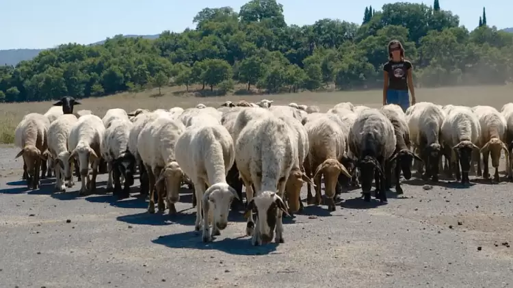 Κτηνοτρόφοι: Έως 31 Δεκεμβρίου η υποχρεωτική απογραφή κτηνοτροφικών εγκαταστάσεων Κτηνοτρόφοι: Έως 31 Δεκεμβρίου η υποχρεωτική απογραφή κτηνοτροφικών εγκαταστάσεων