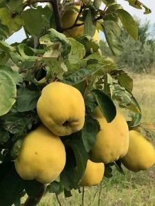 Κυδώνια – τώρα είναι η εποχή