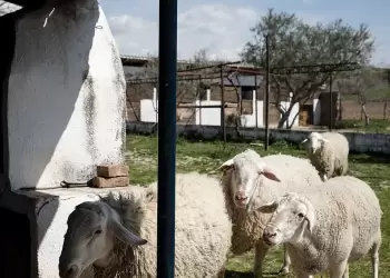 Κυκλοφορεί στην ΕΕ νόμιμο εμβόλιο για την ευλογιά – Γιατί δεν διατίθεται στη χώρα μας