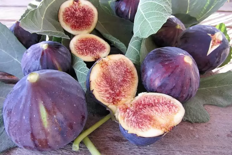 Όλα όσα πρέπει να ξέρει κανείς για τα σύκα