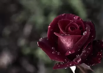 Συλλυπητήριο Μήνυμα 5ου ΓΕΛ