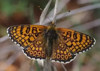 Τα Ιωάννινα έχουν τον ίδιο αριθμό ειδών πεταλούδας με ολόκληρο το Ηνωμένο Βασίλειο!
