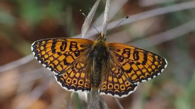 Τα Ιωάννινα έχουν τον ίδιο αριθμό ειδών πεταλούδας με ολόκληρο το Ηνωμένο Βασίλειο!