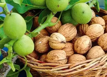 Τα καρύδια και οι παροιμίες τους Τα καρύδια και οι παροιμίες τους