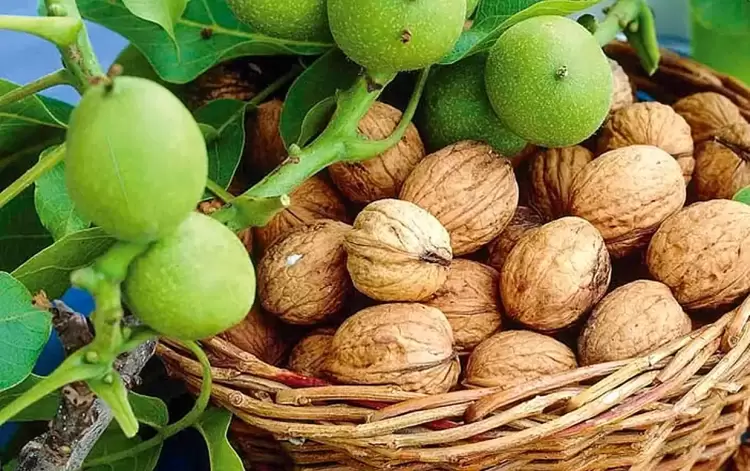 Τα καρύδια και οι παροιμίες τους Τα καρύδια και οι παροιμίες τους