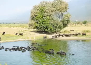 Τα βουβάλια στη Λίμνη Κερκίνη
