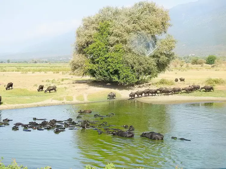 Τα βουβάλια στη Λίμνη Κερκίνη
