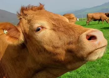 Βόειο κρέας: Αυξάνεται η εξάρτηση από τις εισαγωγές – Μόλις στο 10% η εγχώρια παραγωγή