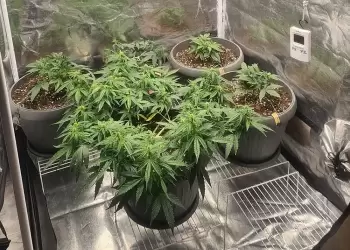 Υδροπονική καλλιέργεια κάνναβης στην Πιερία