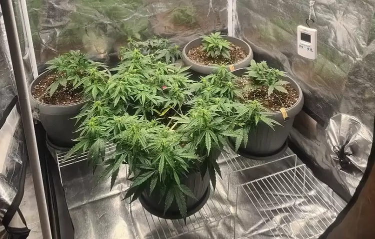 Υδροπονική καλλιέργεια κάνναβης στην Πιερία