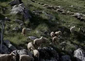 Ευλογιά αιγοπροβάτων: 20 νέα μέτρα θωράκισης – 1.700 κρούσματα και 417.000 θανατώσεις