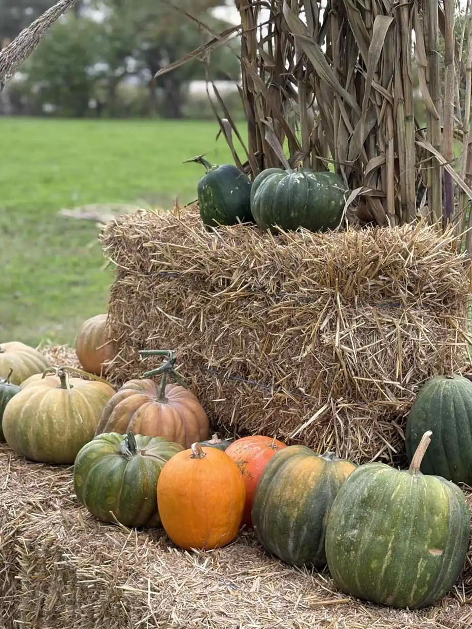 Μία χαρούμενη γιορτή κολοκύθας στην Ολυμπιακή Ακτή