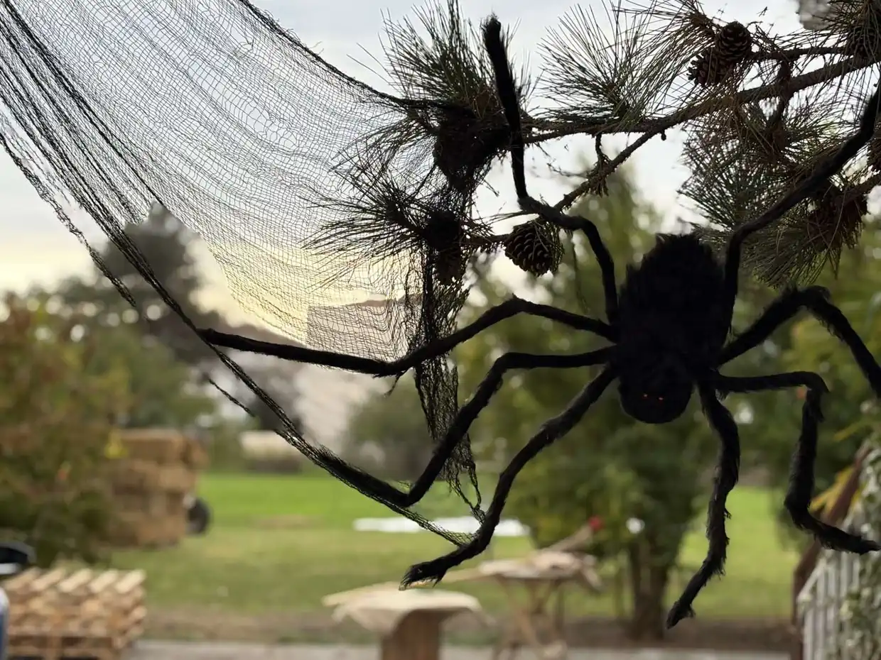 Μία χαρούμενη γιορτή κολοκύθας στην Ολυμπιακή Ακτή