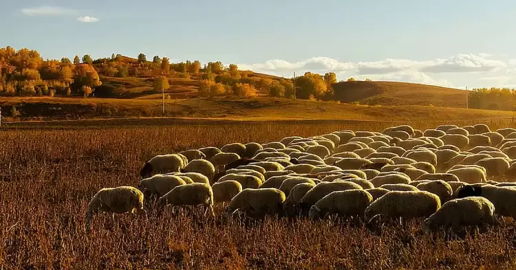 Νέες πληρωμές 12,2 εκατ. ευρώ για ευλογιά – Συνολικά 48 εκατ. σε κτηνοτρόφους & Περιφέρειες