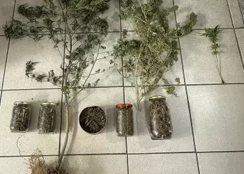 Πιερία: Συνελήφθη άνδρας με δενδρύλλια και ποσότητες κάνναβης στην αυλή του
