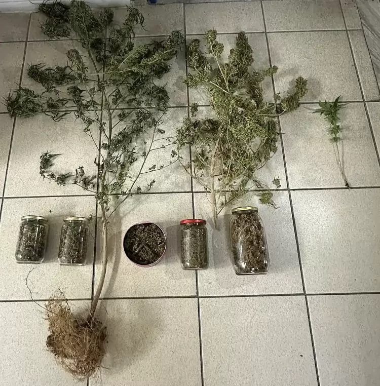 Πιερία: Συνελήφθη με φυτό κάνναβης και ποσότητες κάνναβης Πιερία: Συνελήφθη άνδρας με δενδρύλλια και ποσότητες κάνναβης στην αυλή του