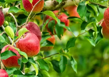 Πότε μήλα πότε φύλλα