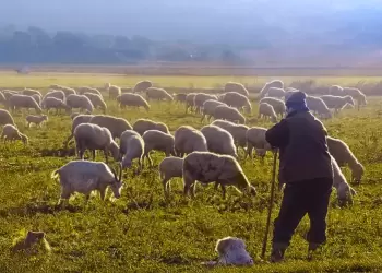 Συλλήψεις για παραβίαση μέτρων βιοασφάλειας – Σε έξαρση η ευλογιά αιγοπροβάτων στις Σέρρες
