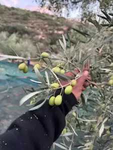 Το μάζεμα της ελιάς