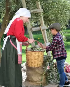 Το μάζεμα της ελιάς