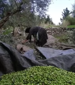 Το μάζεμα της ελιάς