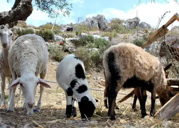 50 εκατ. ευρώ για αποζημιώσεις κτηνοτρόφων και ενίσχυση Περιφερειών κατά της ευλογιάς