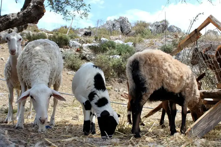 50 εκατ. ευρώ για αποζημιώσεις κτηνοτρόφων και ενίσχυση Περιφερειών κατά της ευλογιάς