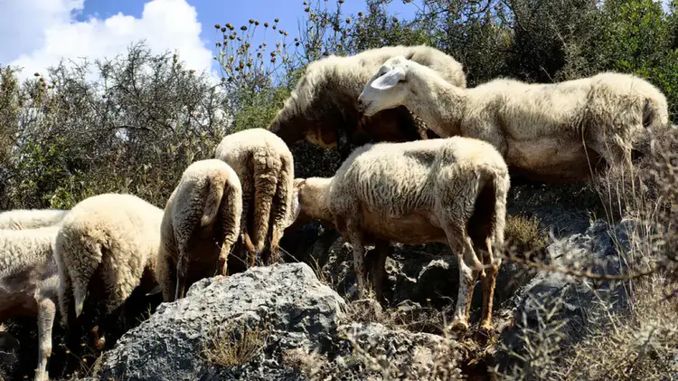 Αυξάνεται η αποζημίωση στους κτηνοτρόφους που επλήγησαν από ευλογιά Αυξάνεται η αποζημίωση στους κτηνοτρόφους που επλήγησαν από ευλογιά